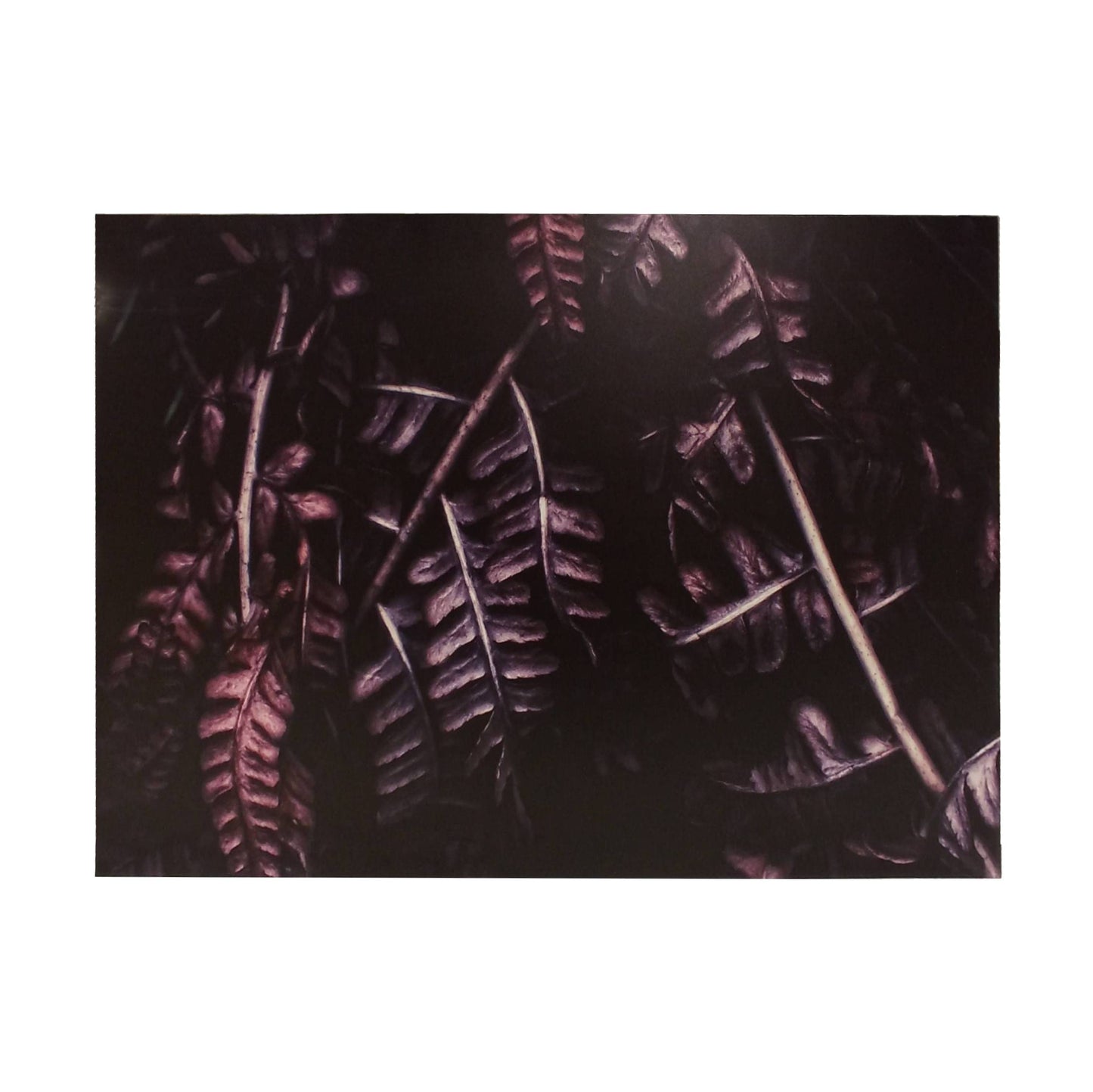 DARK FOREST