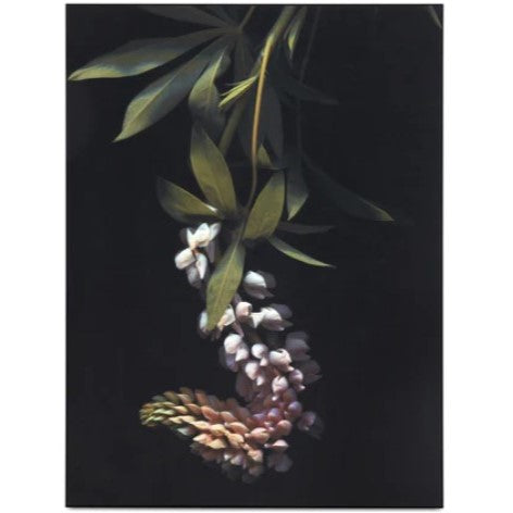 HERBARIUM I