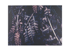 Dark forest - HomeDesigns