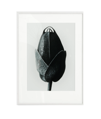 Passion flower - HomeDesigns