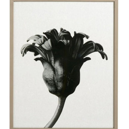 Forms in nature - HomeDesigns