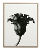 Forms in nature - HomeDesigns