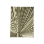 Palm Leaf