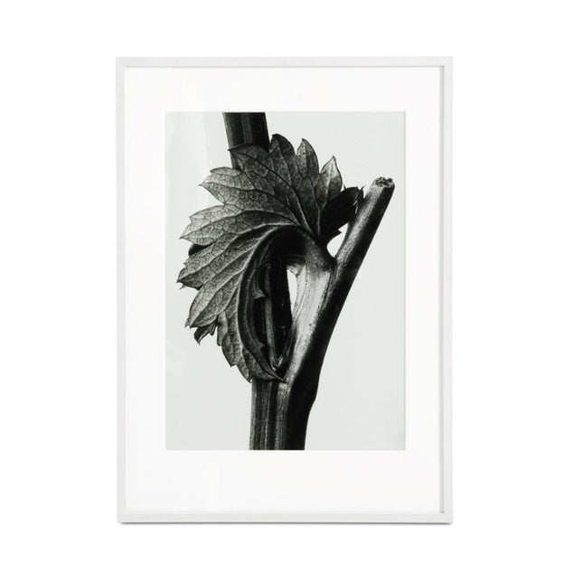 CANADIAN BURNET - LifeConcept Outlet